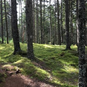 Meet your Posher, Lark